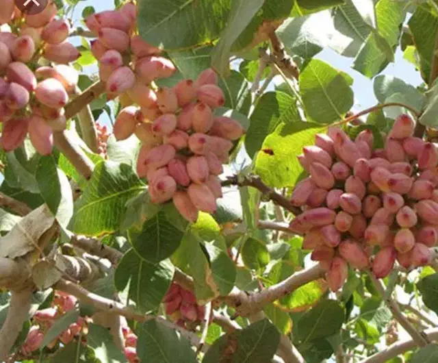 باغ در مایان