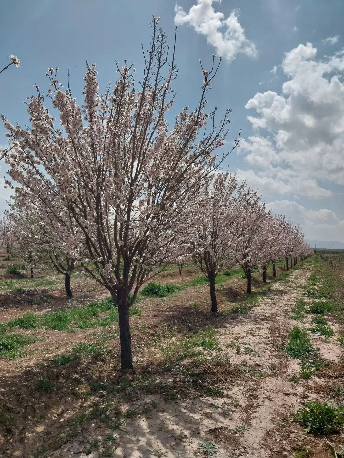 زمین فروشی سر نبش پشت باسکول اطمینان