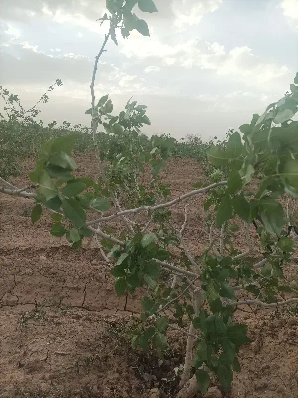 فروش زمین باغی۲دیقه ای شاهین شهر به صورت نقدواقساط