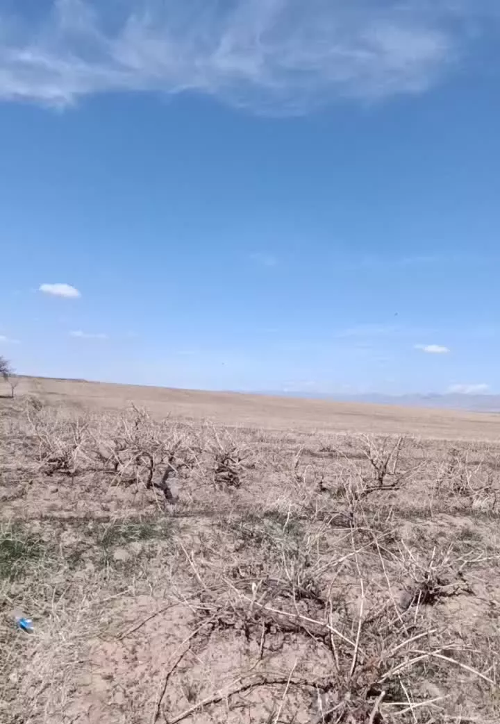 باغ انگور در روستای عمیداباد.