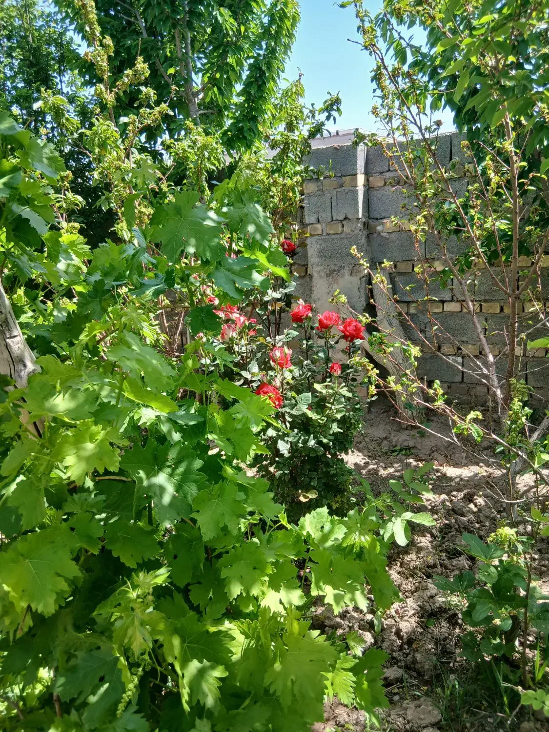 خانه باغ دوکله  گلزار کرمان