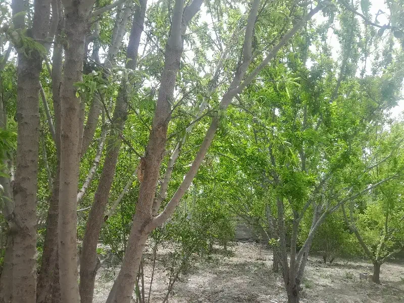 باغ دیوار کشی فلاورجان  اطراف