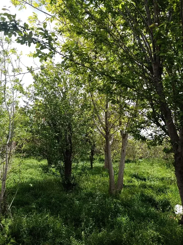 زمین چهار دیواری