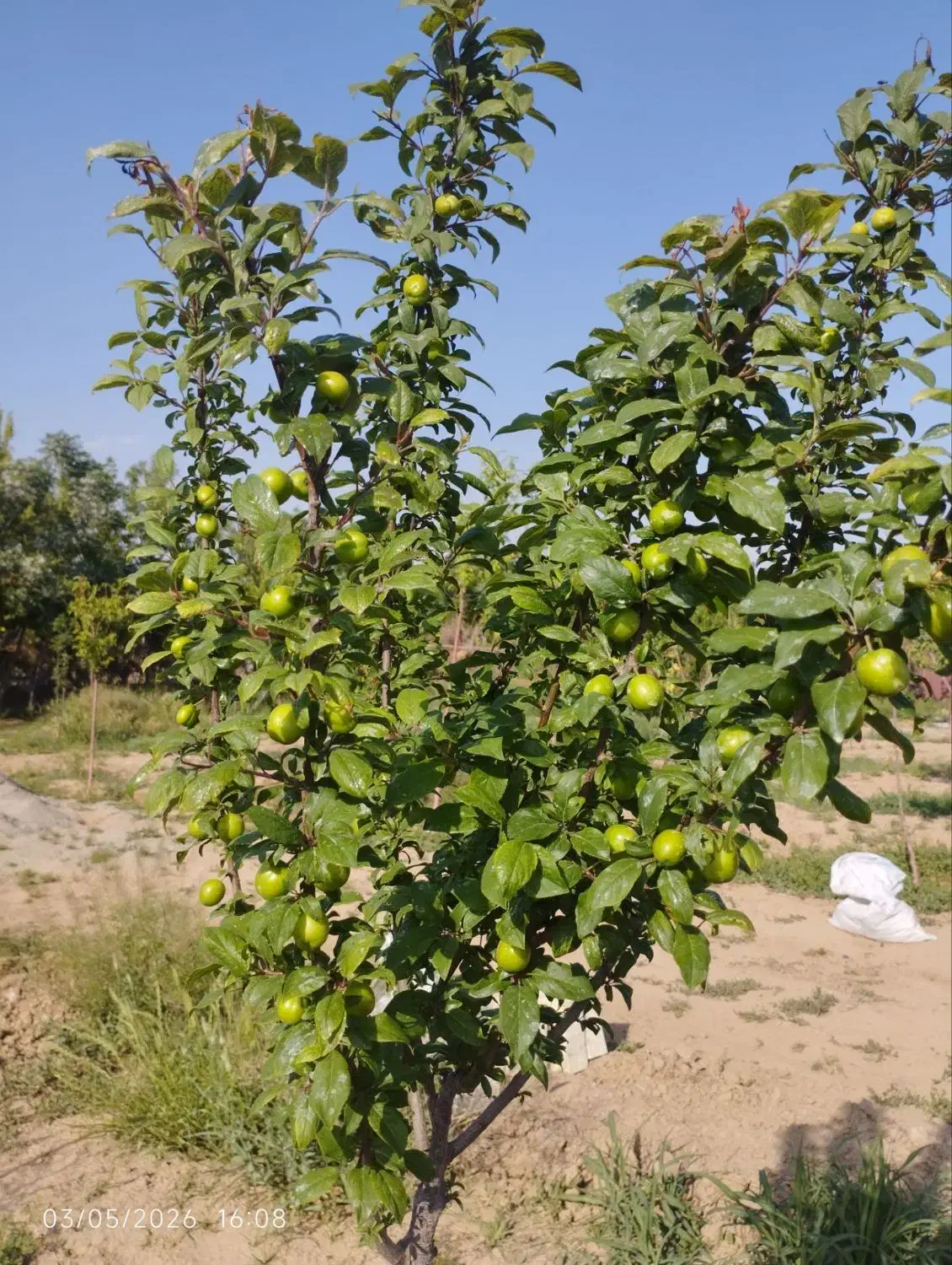 زمین باغچه عظیم آباد