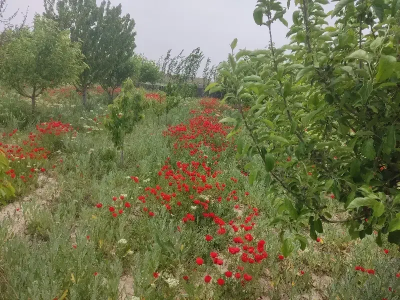 باغ درختان میوه و انگور