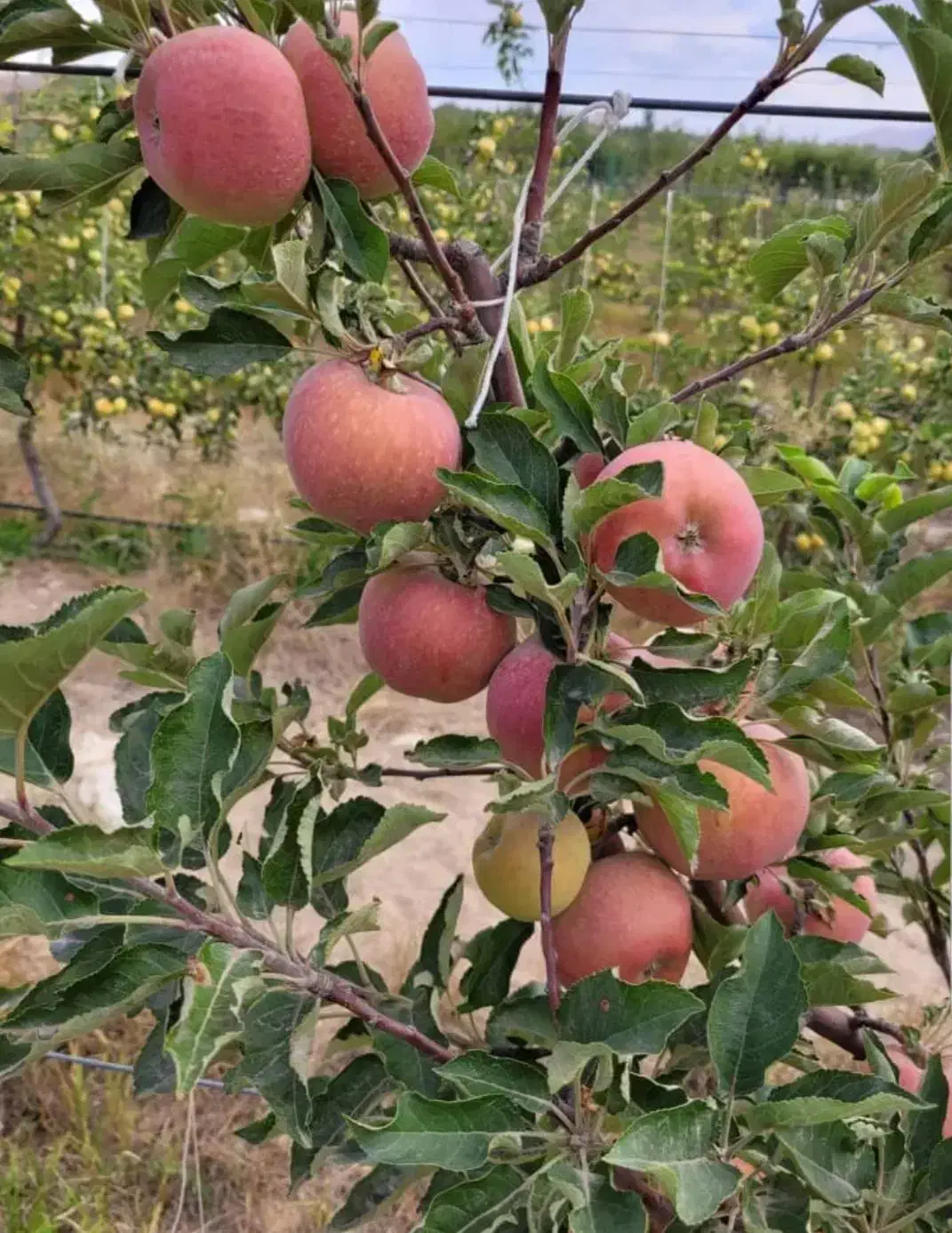 ۲۵۰۰متر باغ سیب در فیروزکوه