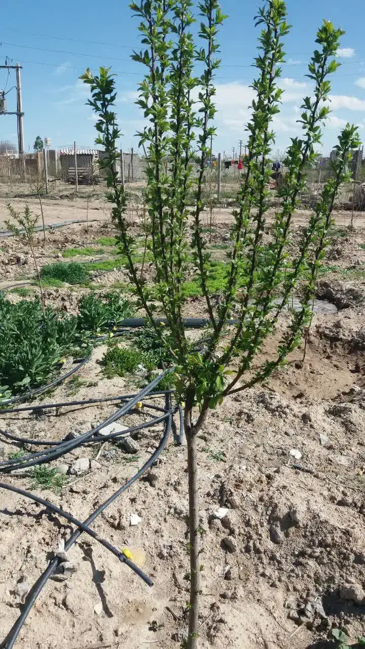 زمین کشاورزی
