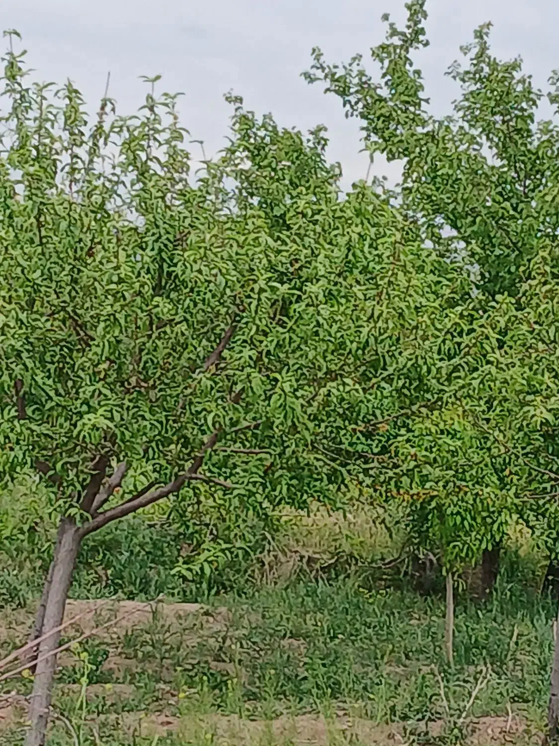 باغ انگور