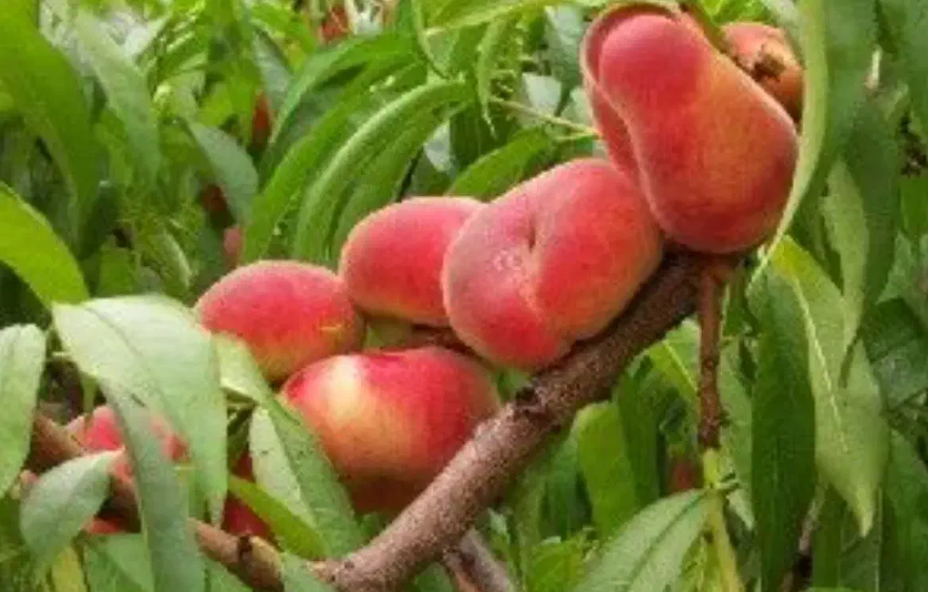 باغ شمس آباد