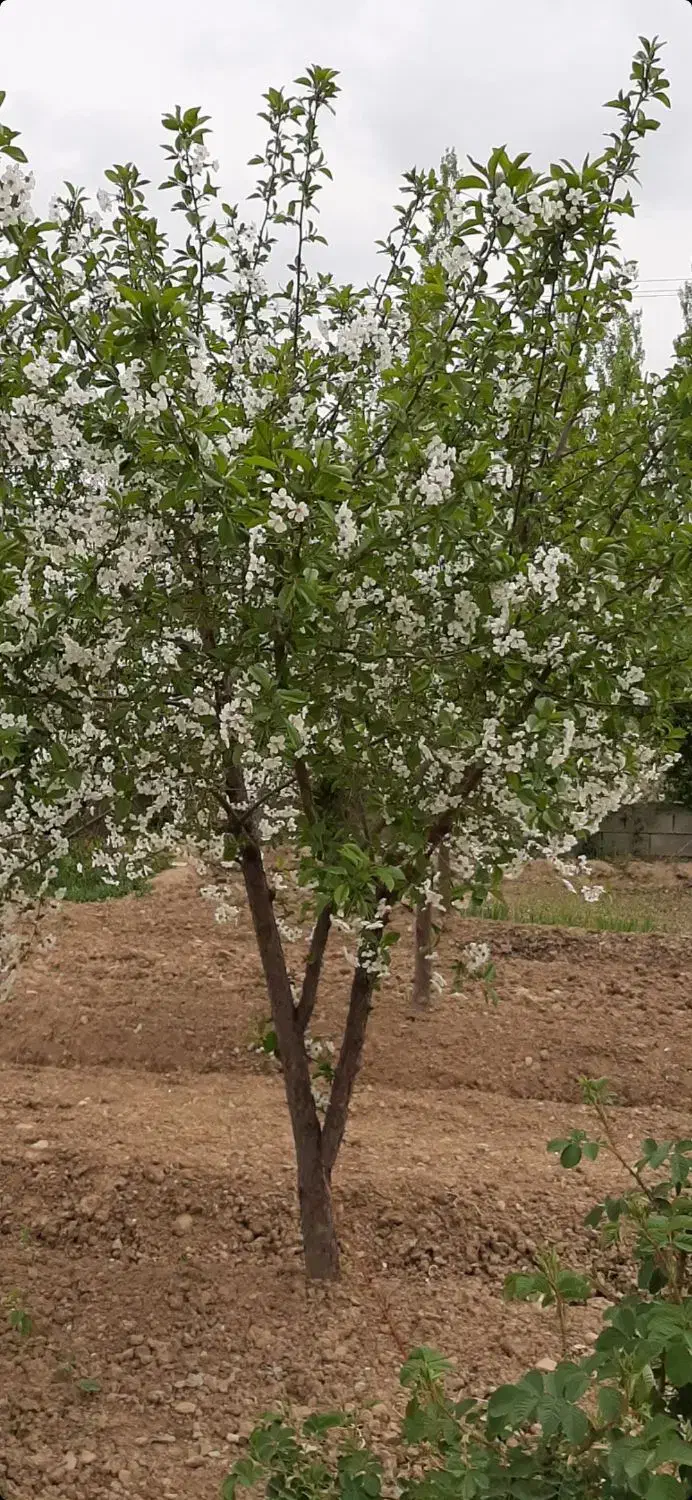 باغ فروشی جاده گردشگری کوچری