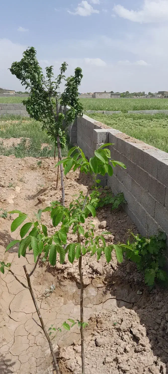 باغچه زمین سهیلیه دولت اباد