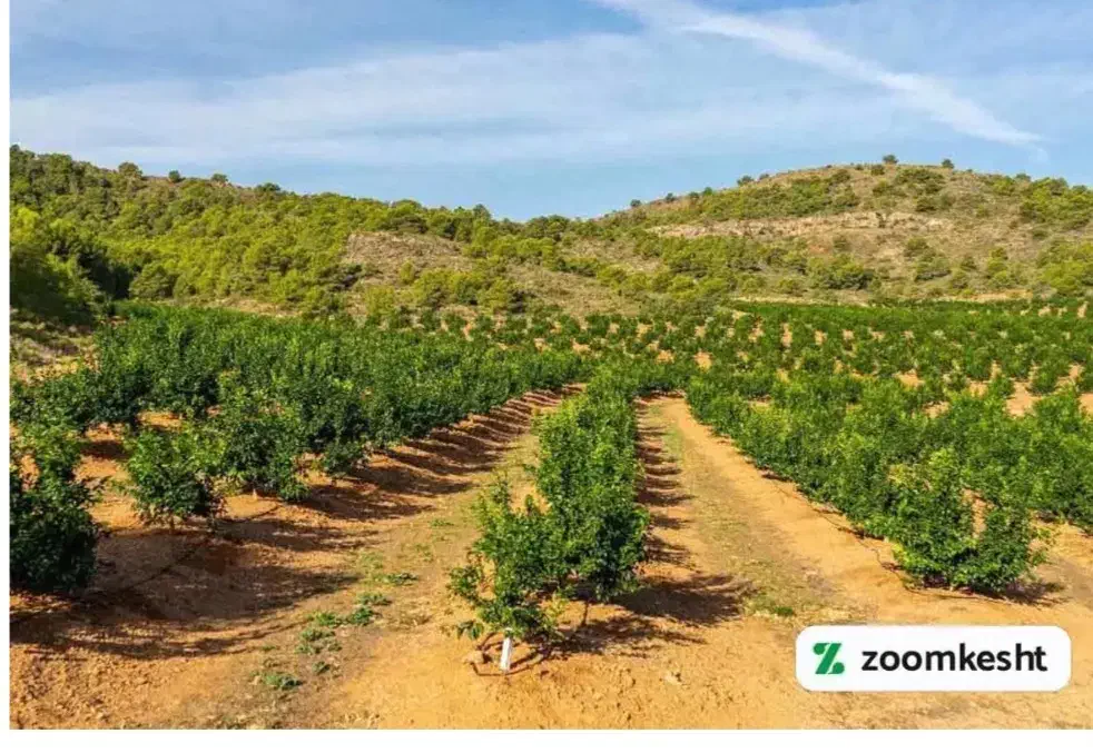 فروش زمین کشاورزی و درختان لیمو