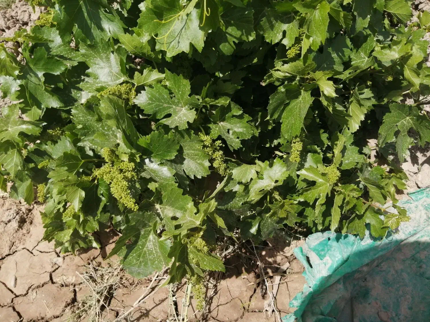 باغ ۱۴۰۰متری