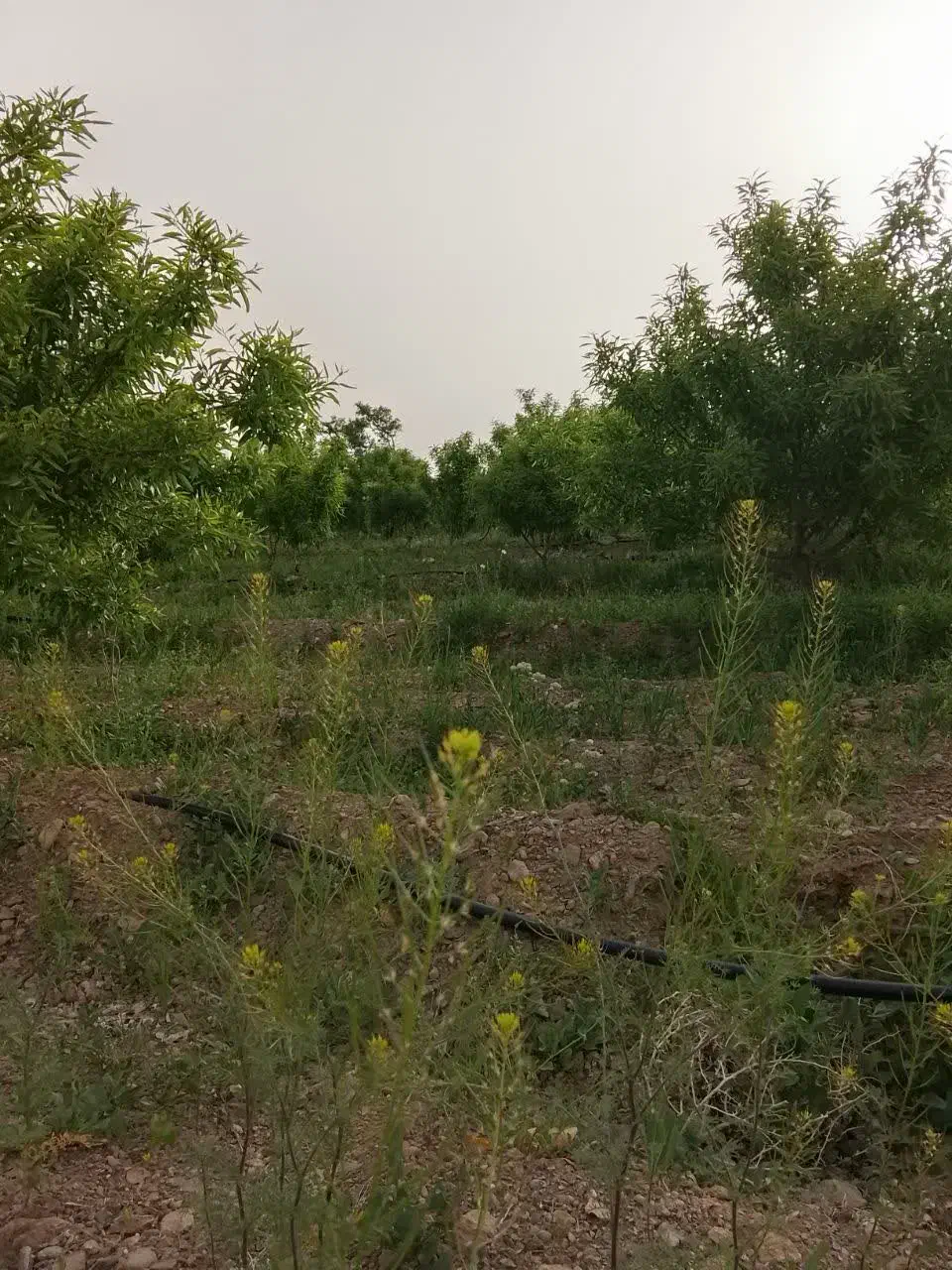 باغ بادام ۷۵۰۰متری در حسن آباد گلپایگان