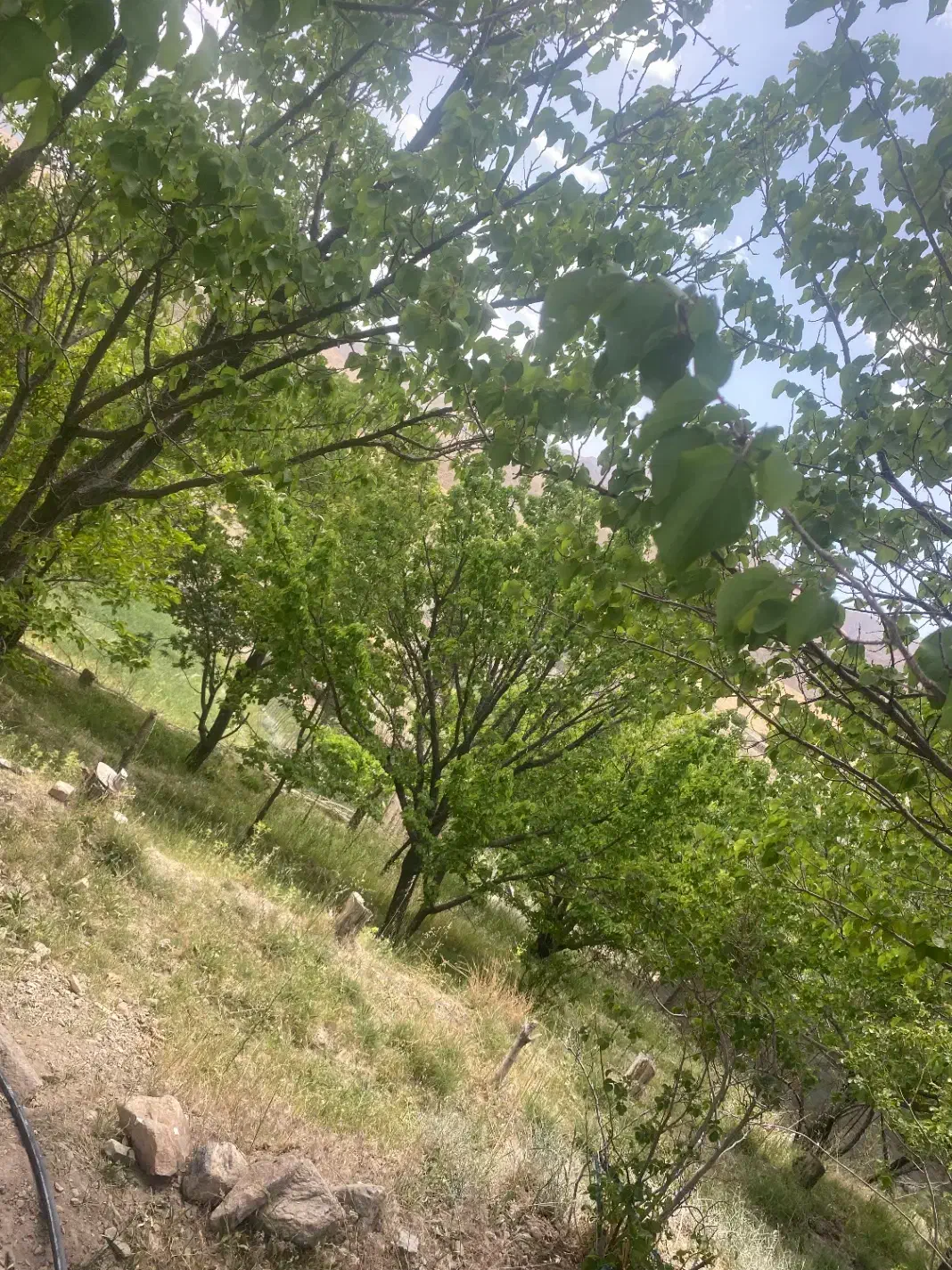 روستایی دریجان