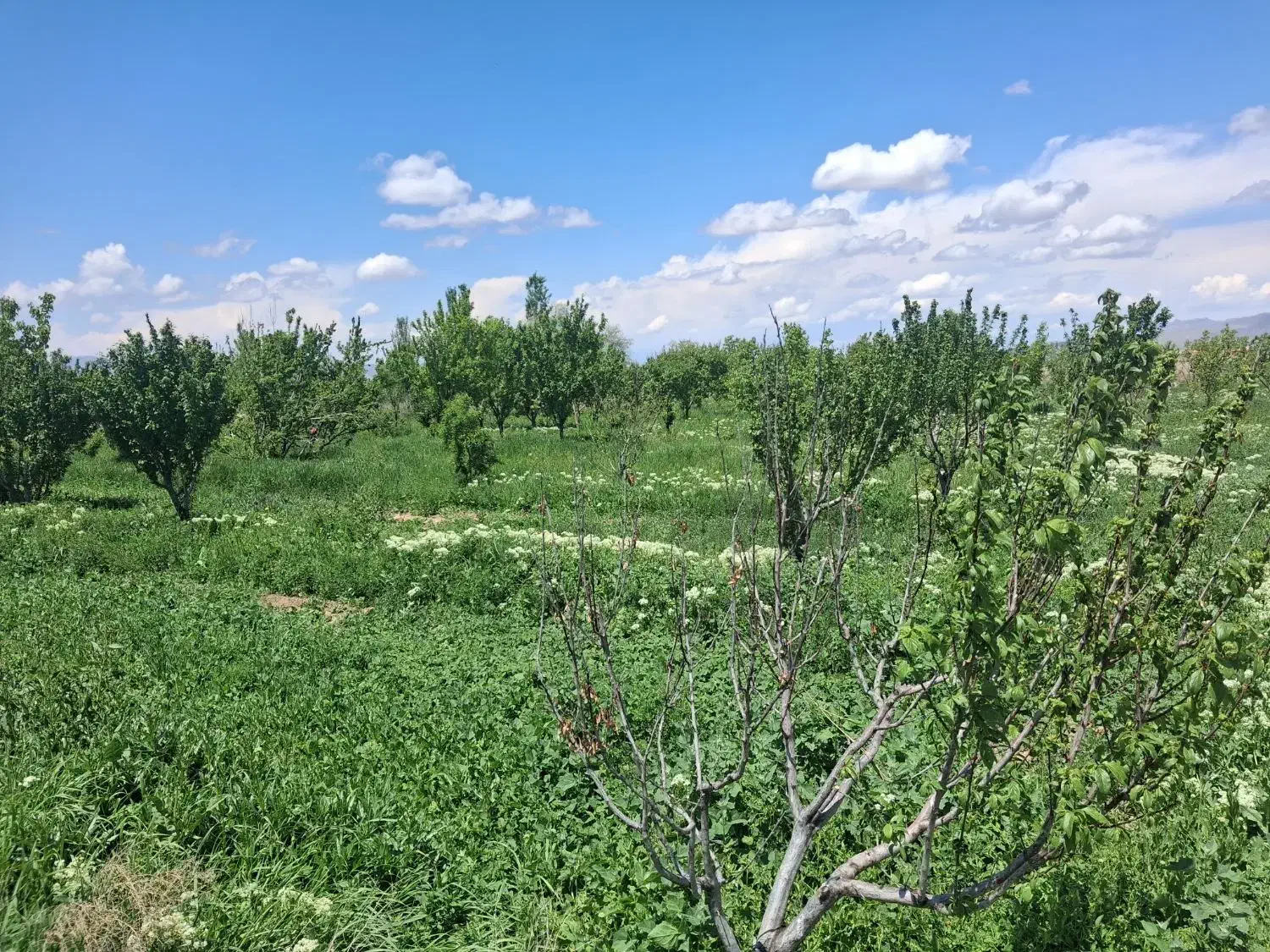 باغ در مرند به سمت کشکسرای