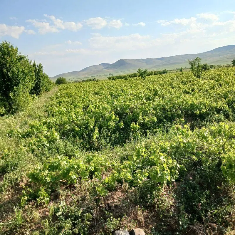 دو جریب باغ انگو و سیب مثمر