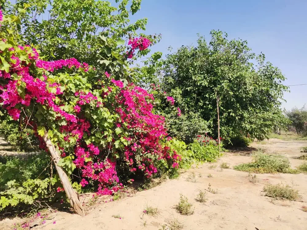 زمین