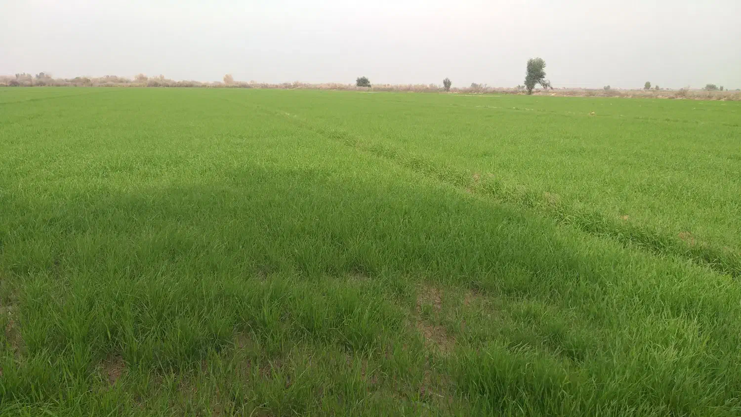 اجاره زمین کشاورزی