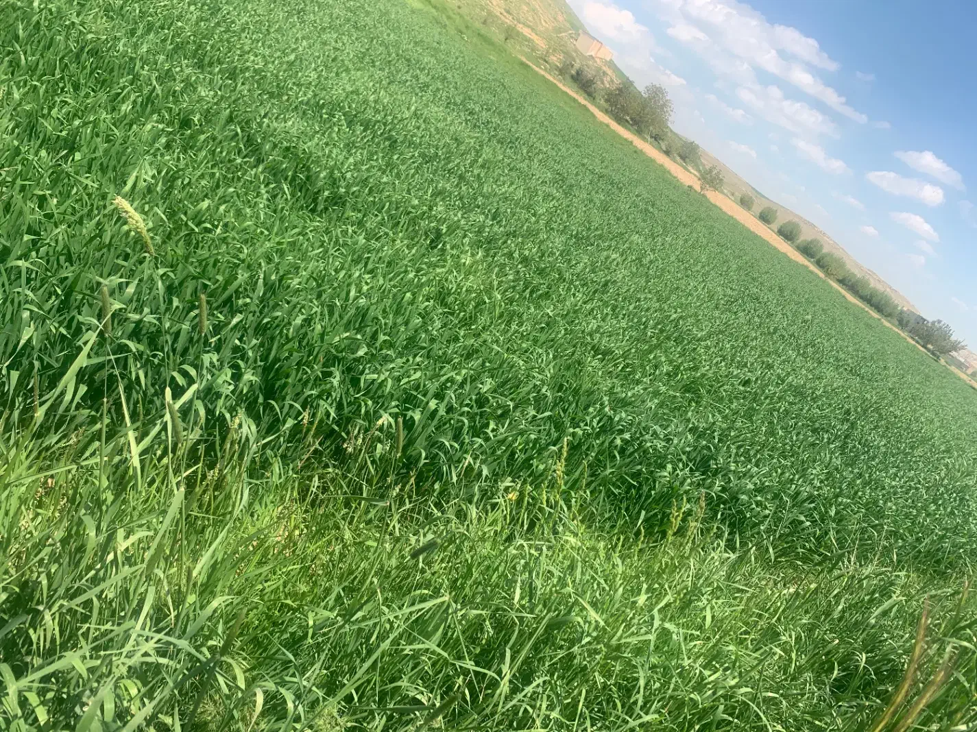 فروش زمین خانه باغ ۱۵۰۰ متر