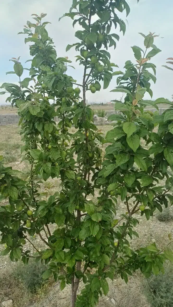 زمین ملکی درشاندیز