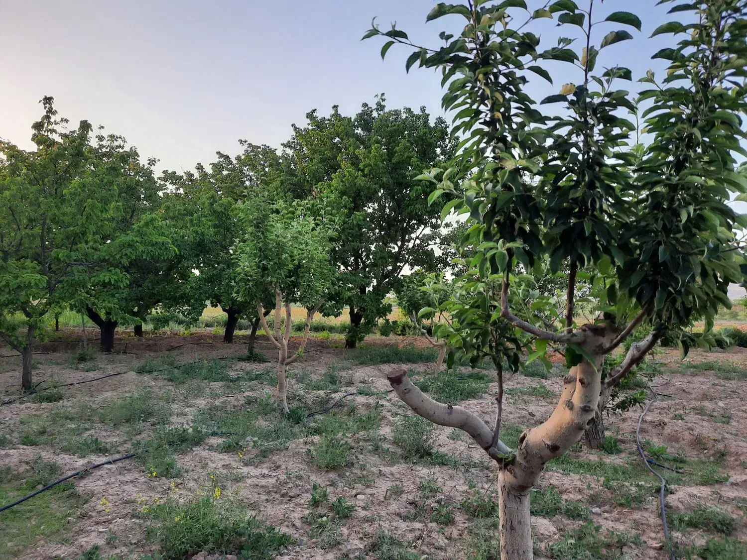 باغ زردآلو و سیب اصلاح نژاد شده