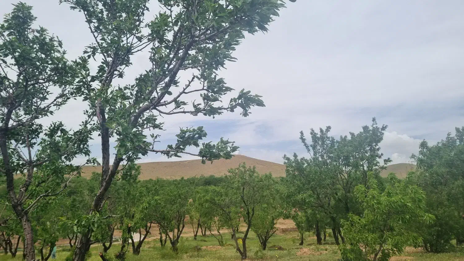 باغ بادام مثمر