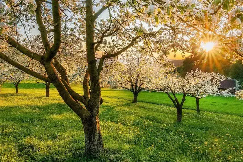 فروش زمین باغی