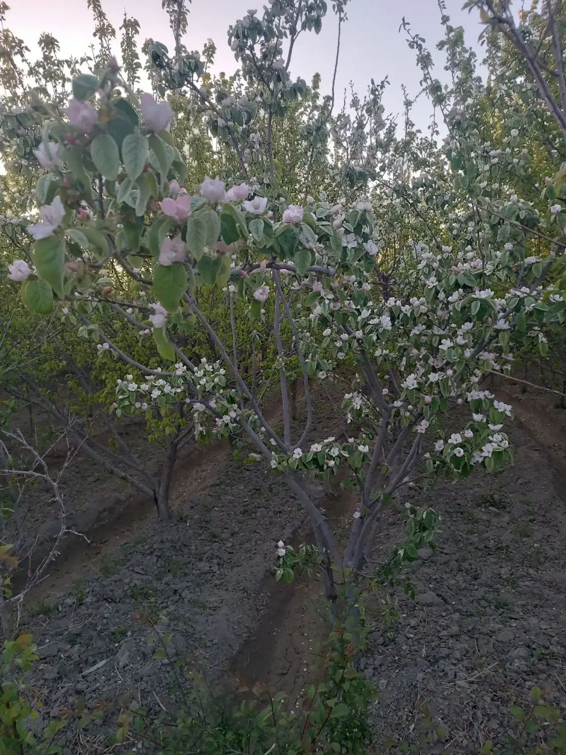 باغ فلاورجان چهاردیواری