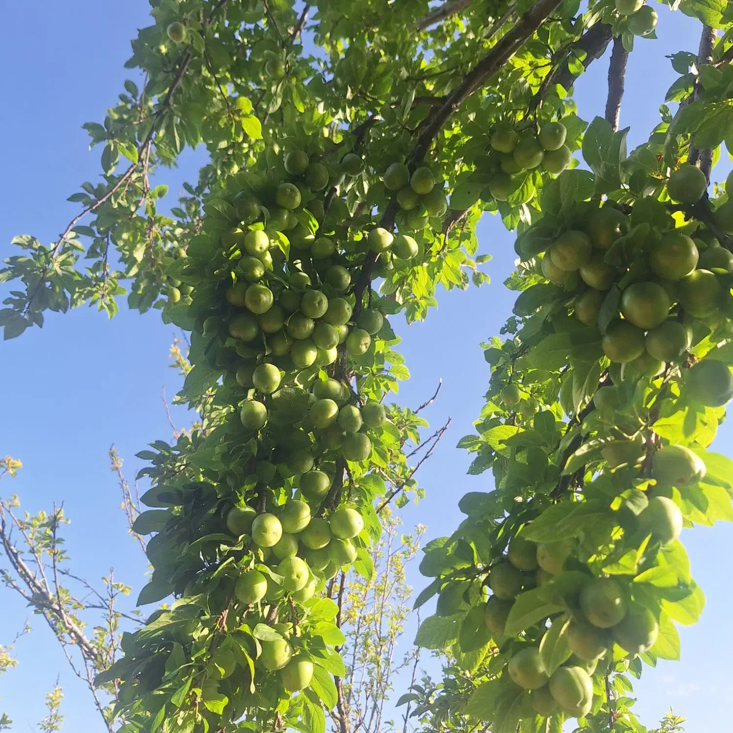 یک هکتار باغ ۲۰ ساله ساوه
