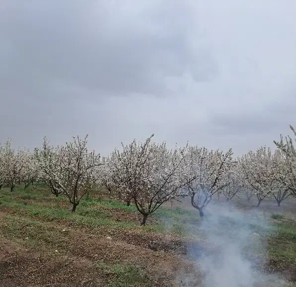 زمین باغی در محدوده خسروشهر