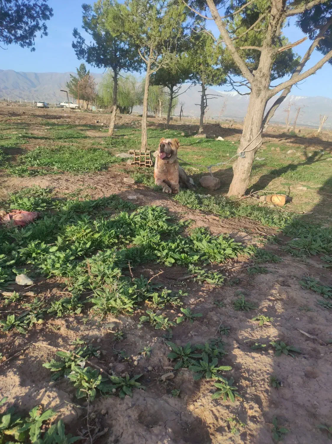 زمین 85 حسسن اباد کشاورزی