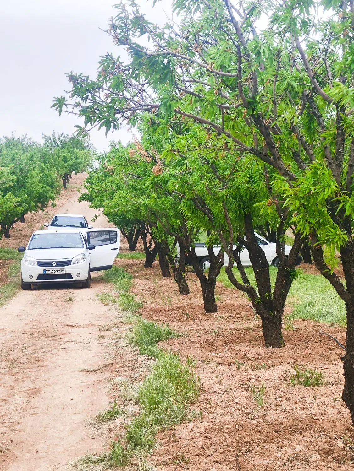 باغچه  کشاورزی ترویستی