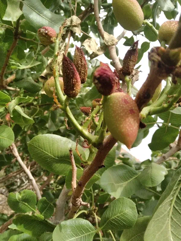 زمین پسته زار چهار بازار