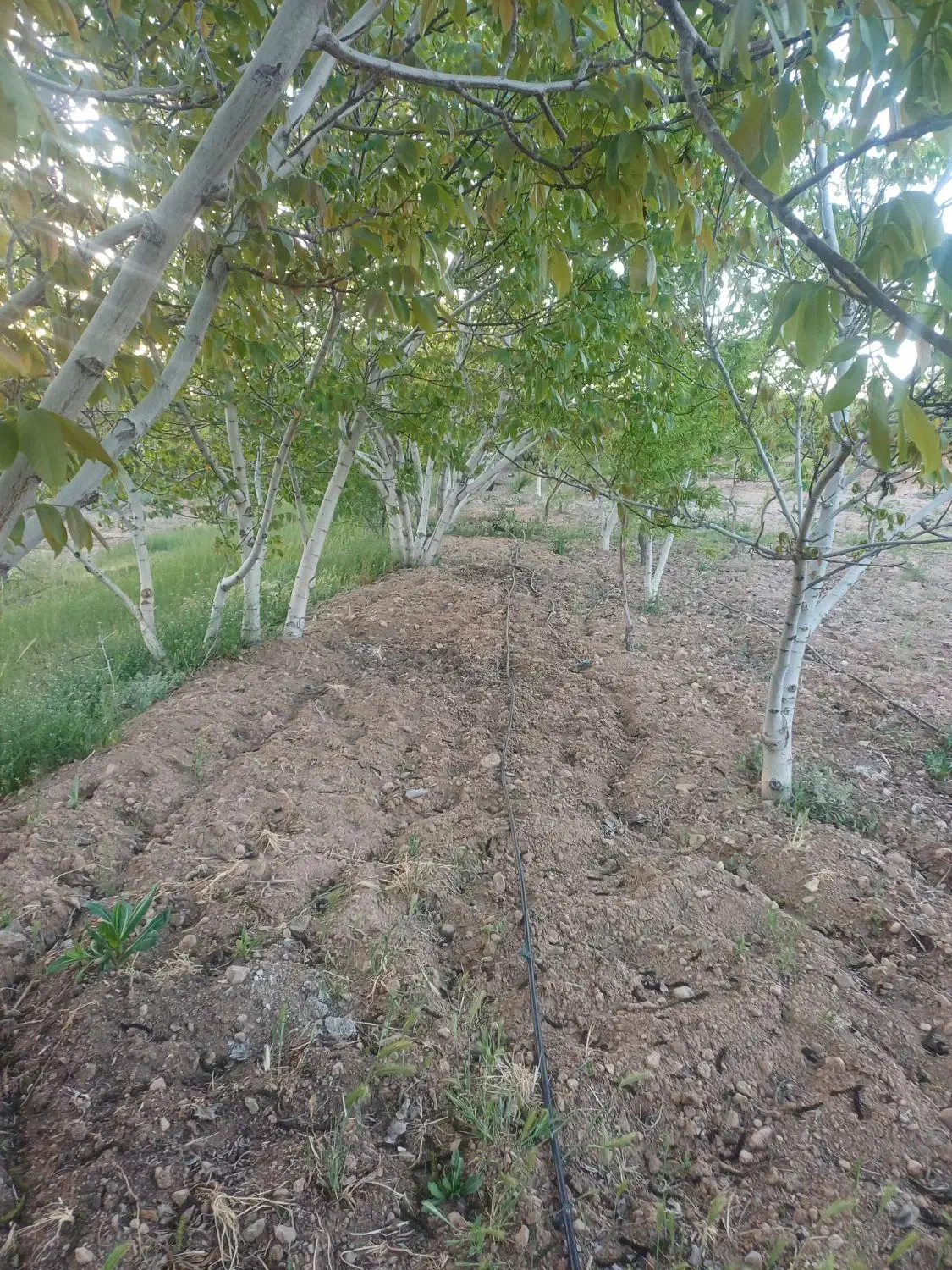 باغ تفریحی سیاحتی