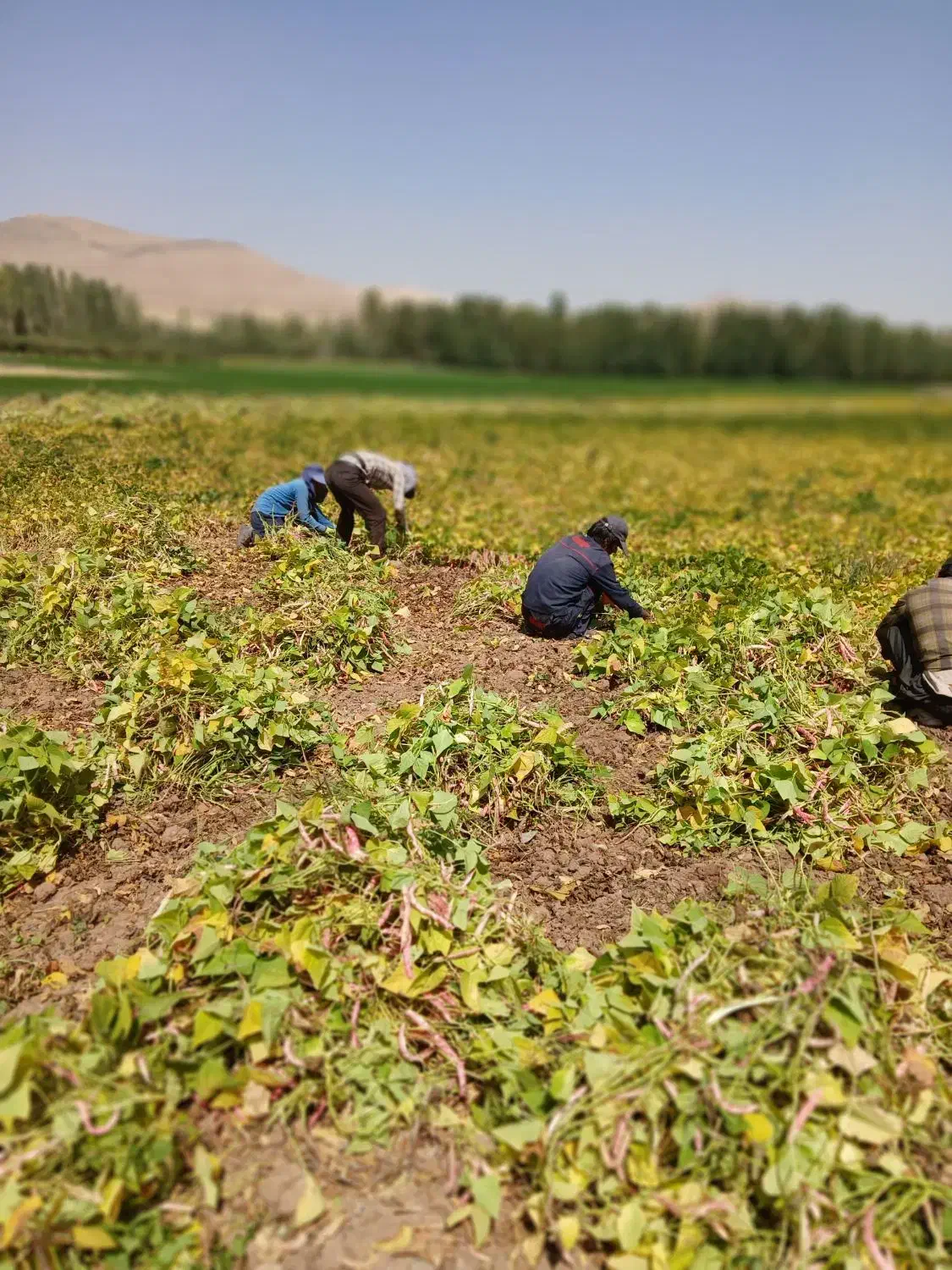 اجاره زمین آبی