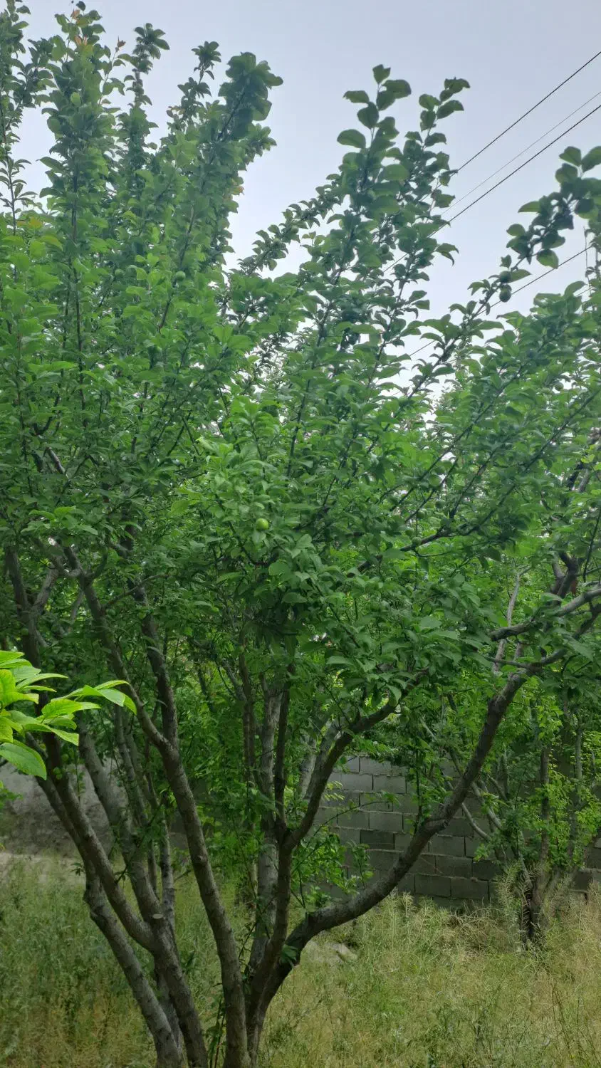 فروش باغ ۵۰۰ متری در ناژوان