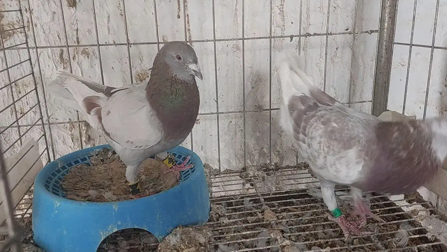 جفت نر و ماده غوره سرخ و مسجدی