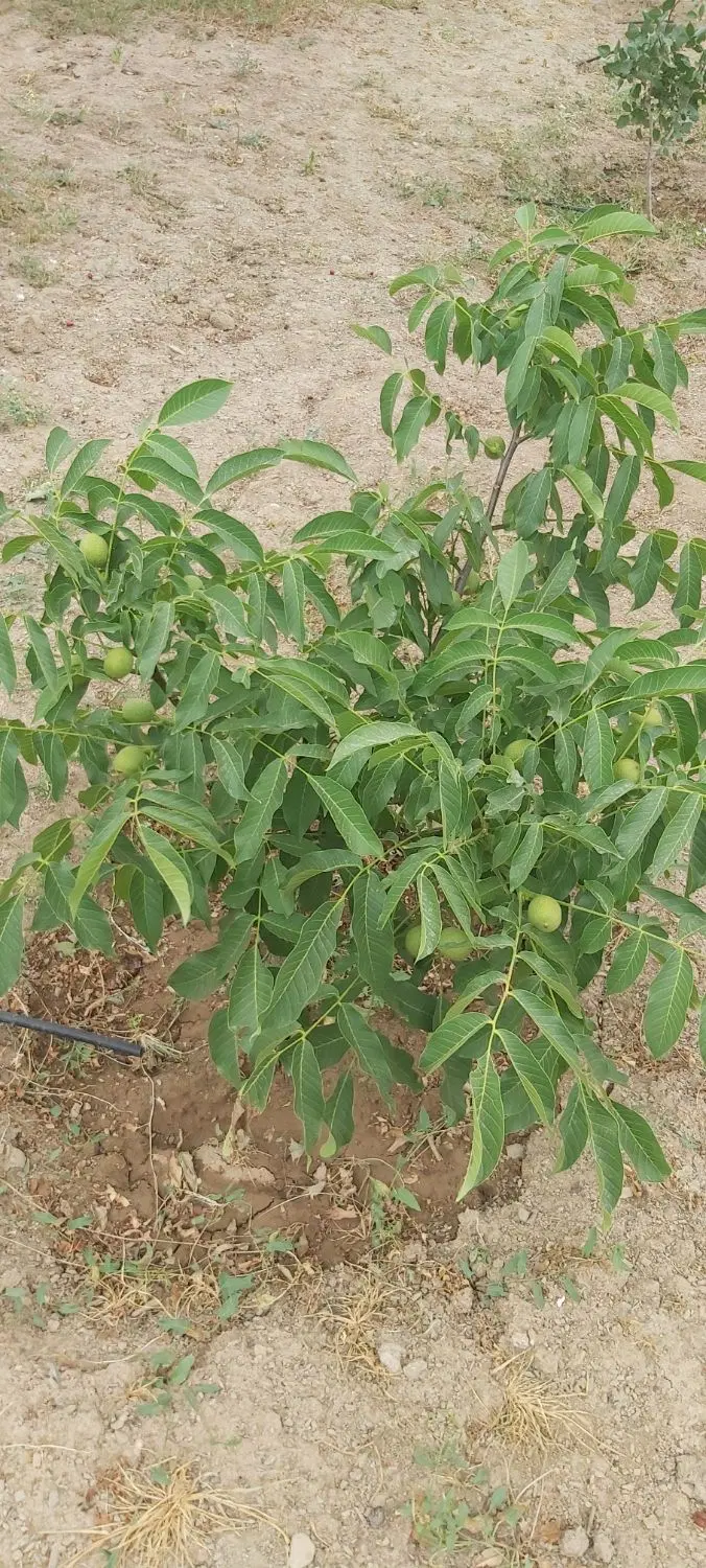 باغ در شهرستانک