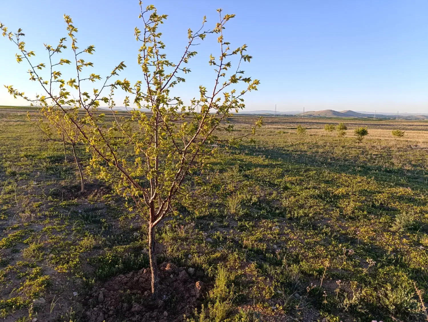 زمین کاربری باغ