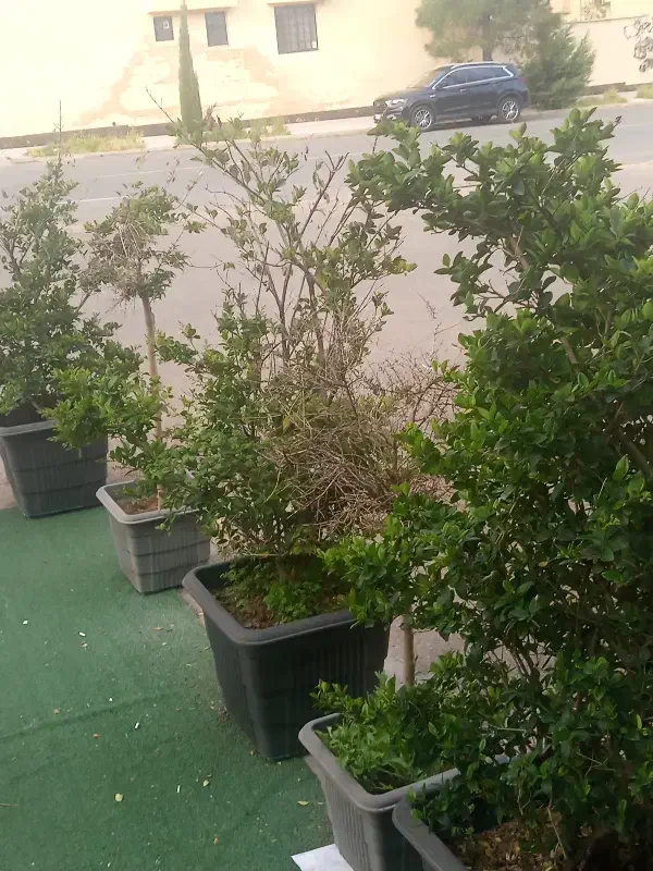 همخونه خانم