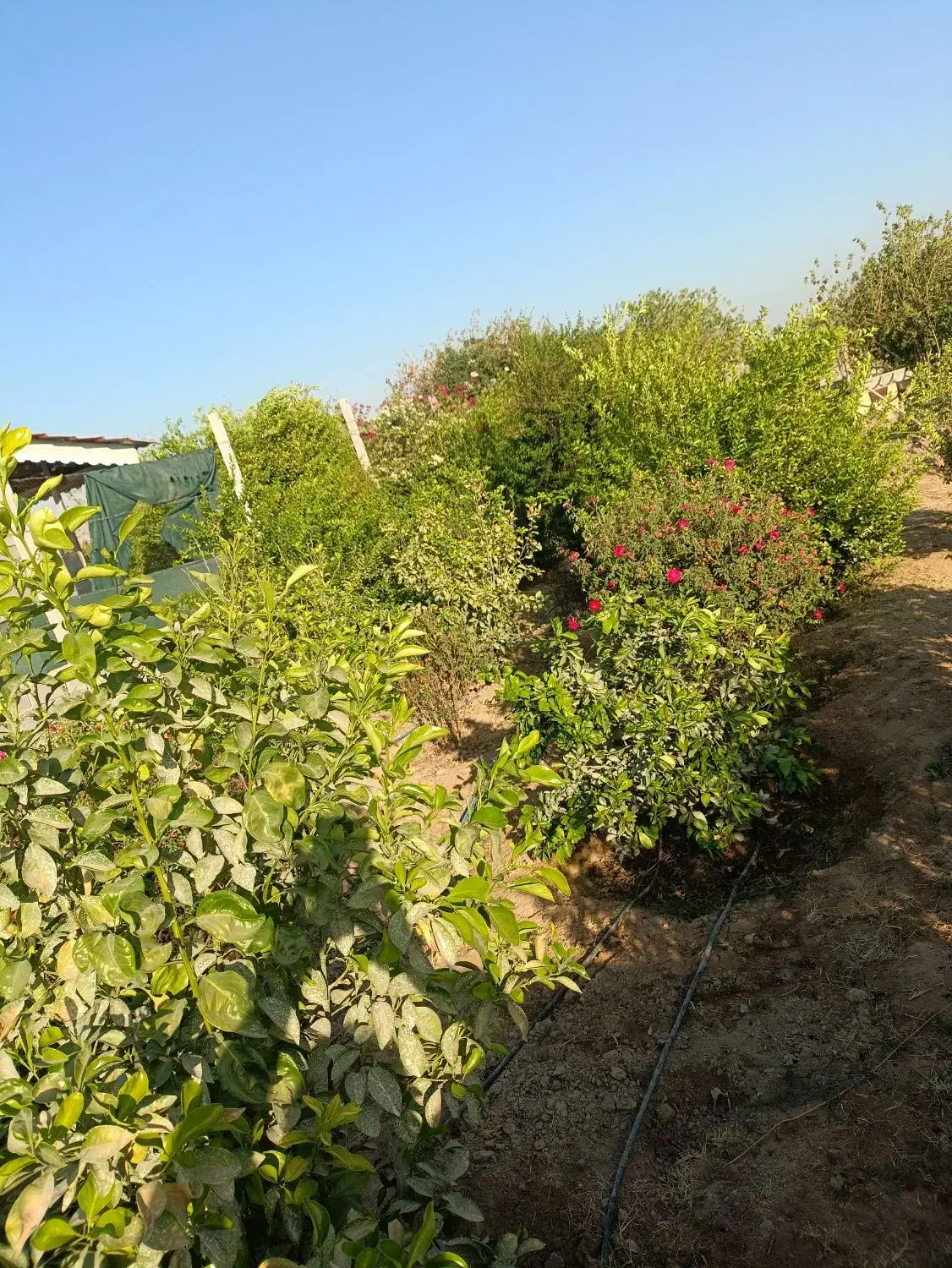 باغ ویلا چسبیده به طرح 400متری