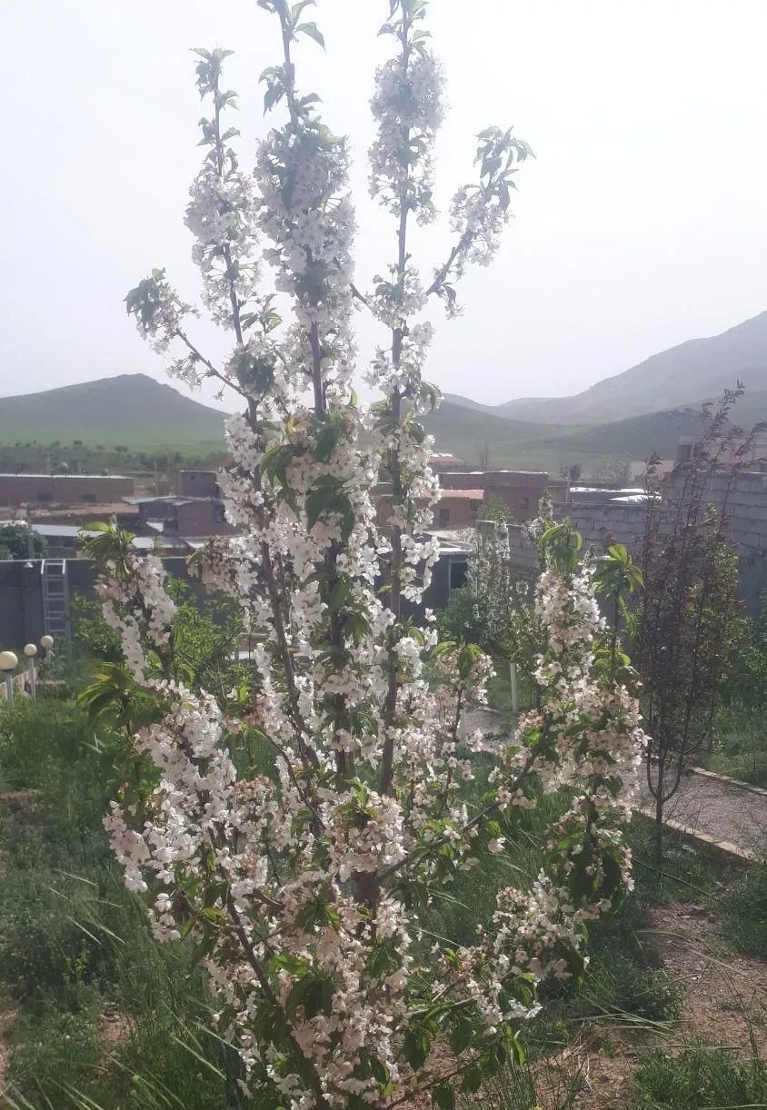 باغ ویلا سند ۶ دانگ تاکستان