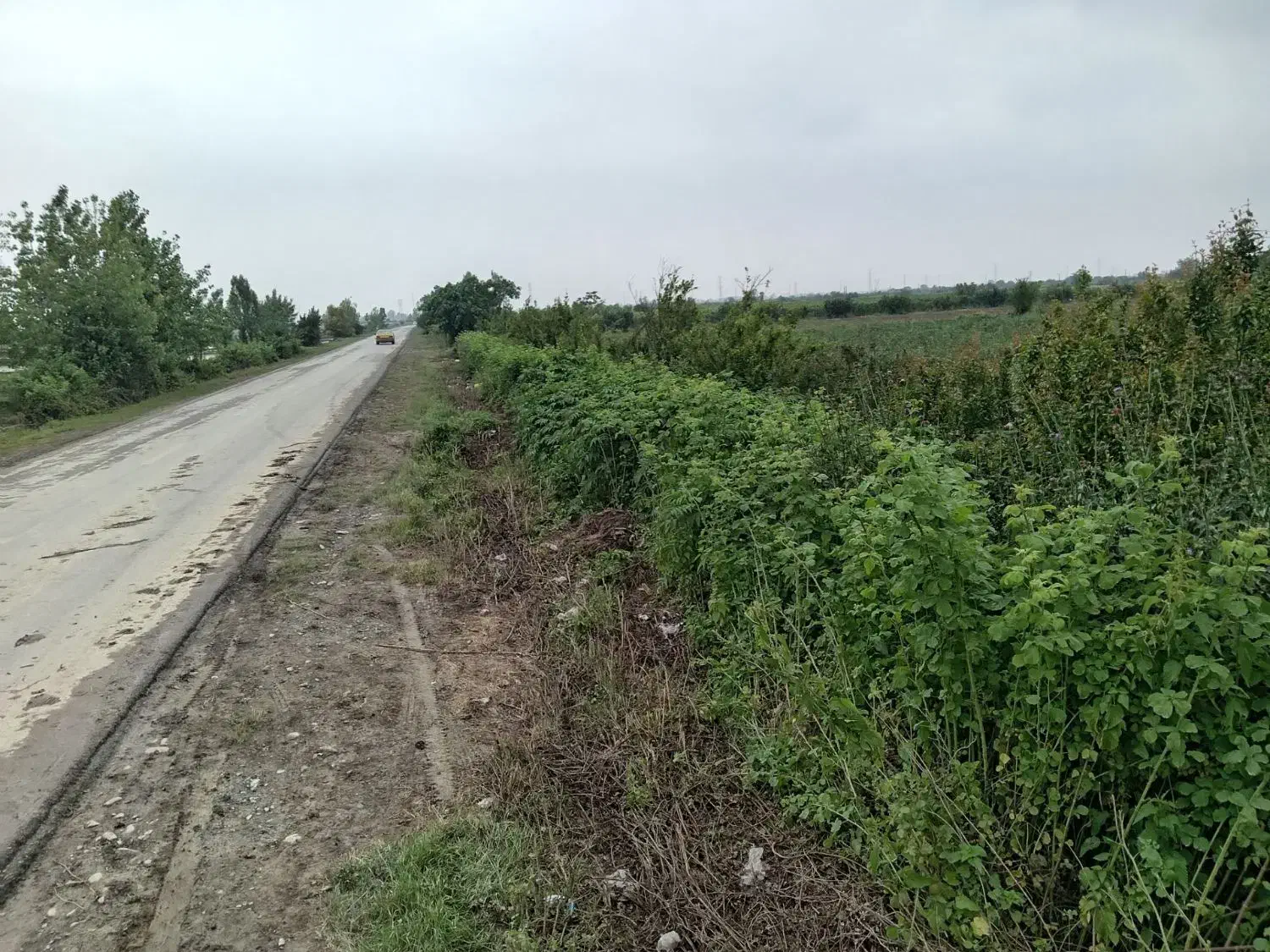 زمین کشاورزی باغی