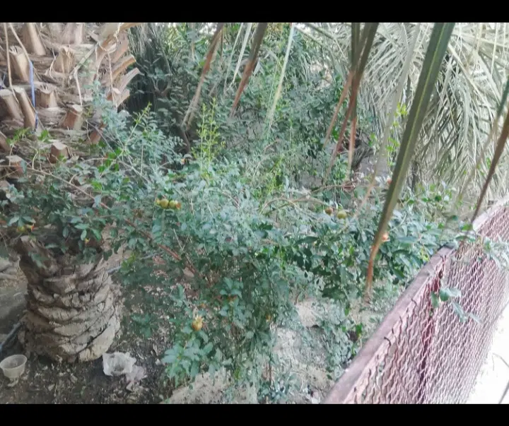 خونه معاوضه مهرستان به سراوان