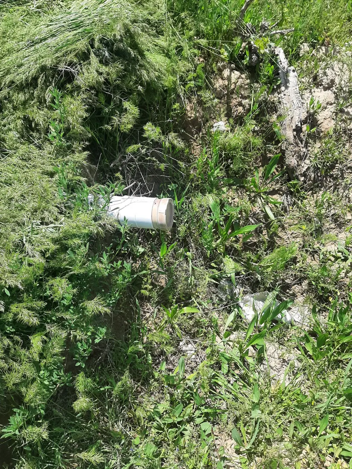 باغ انگور کشمشی بیدانه مزرج قوچان