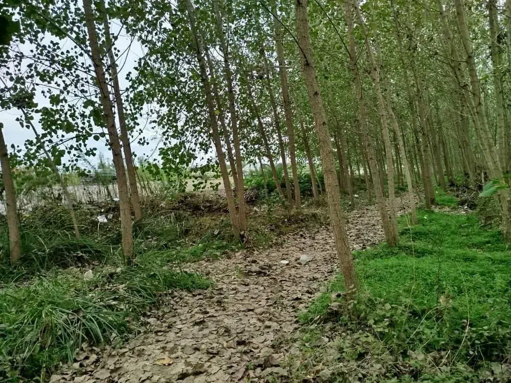 فروش ۹۰۰۰ متر زمین گیلان صومعه سرا