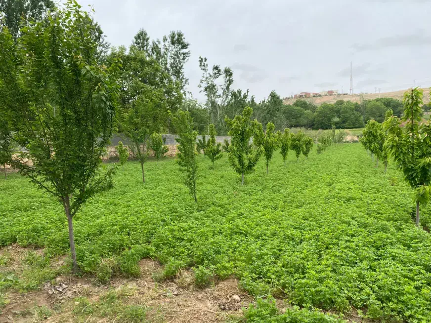 باغ فروشی بش قارداش