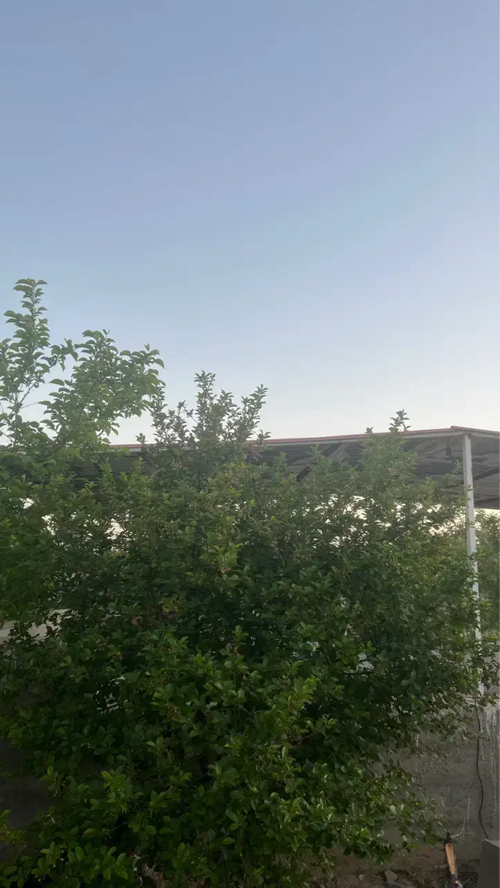 باغ شهری