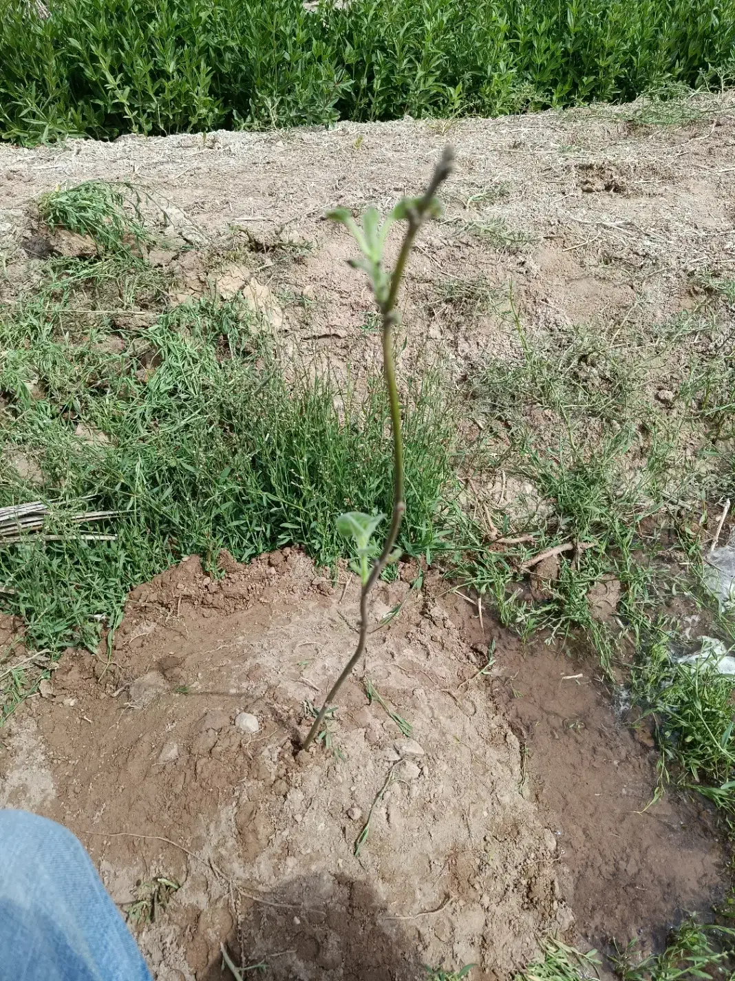 زمین پسته جهت خونه باغ